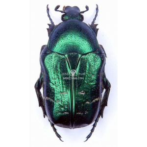 CETONIA AURATA PALLIDA CETONIA AURATA PALLIDA
